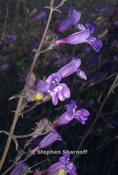 penstemon laetus 5 graphic